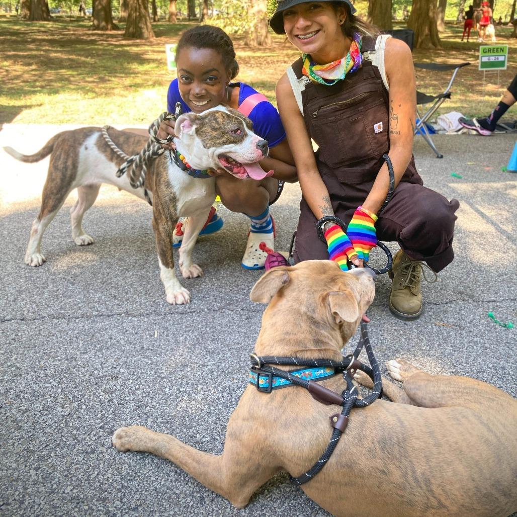 Billy Ray Cyrus, a Adoptable mixed breed in St. Louis, MO image 5/6