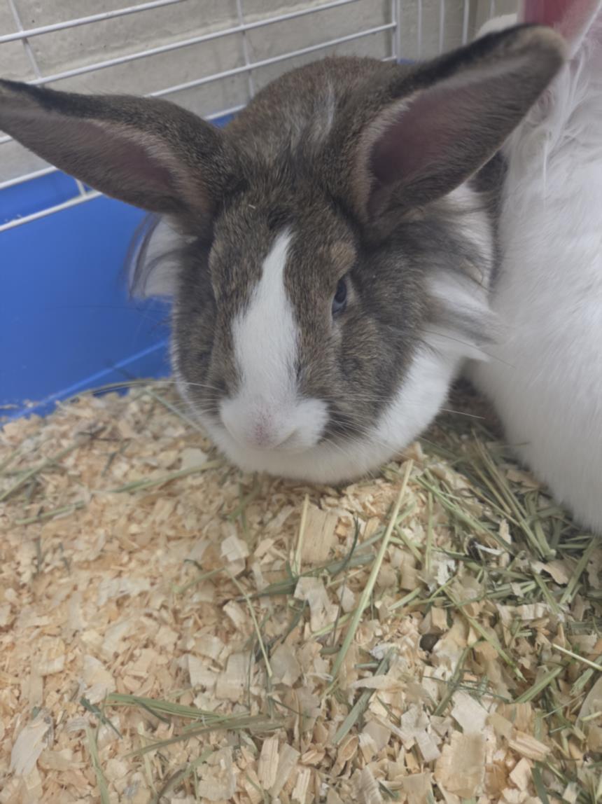 Enlarge Lettuce, an adoptable Bunny Rabbit in Mississauga, ON image 1/1