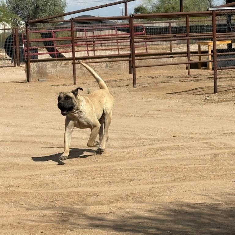 Enlarge Tank, a ADOPTABLE Mastiff in Gilbert, AZ image 2/2