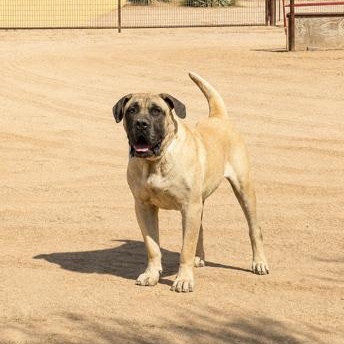 Tank, ADOPTABLE, Adult Male Mastiff.