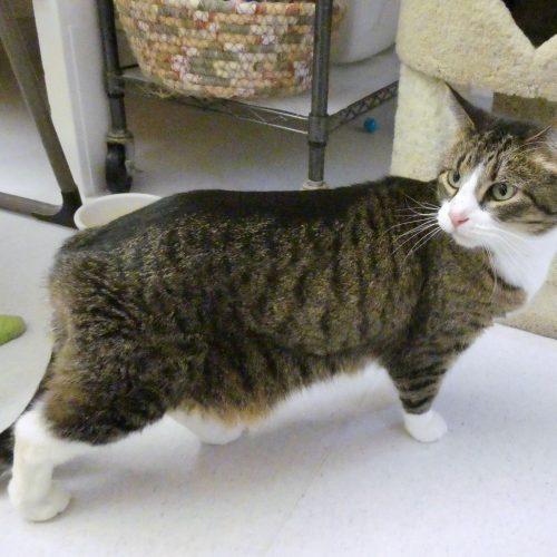 Enlarge Fa'Una, a Adoptable mixed breed in Vashon Island, WA image 1/4