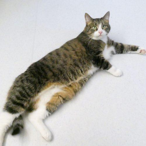 Enlarge Fa'Una, a Adoptable mixed breed in Vashon Island, WA image 2/4