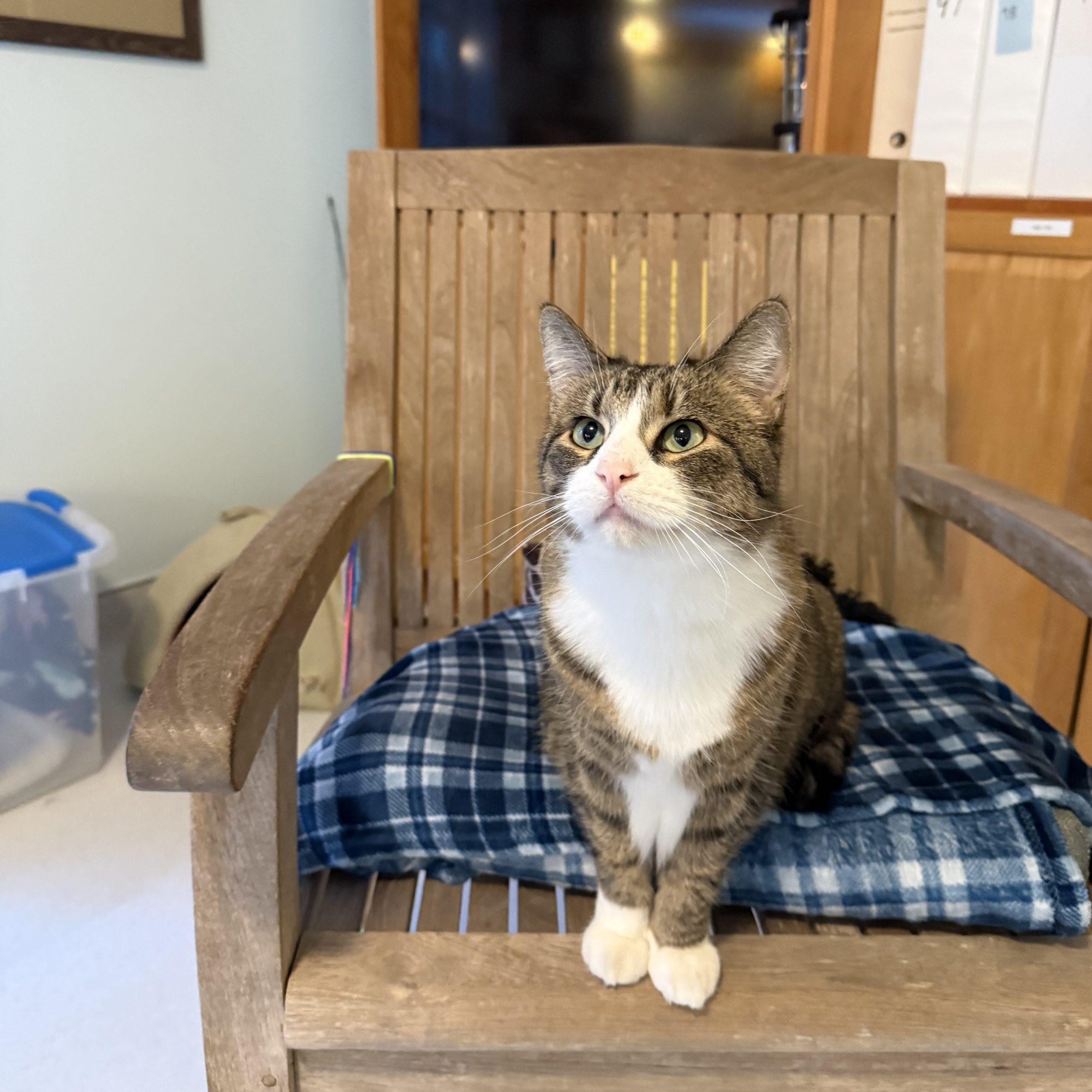 Enlarge Fa'Una, a Adoptable mixed breed in Vashon Island, WA image 3/4