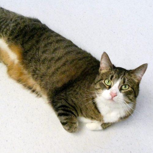 Enlarge Fa'Una, a Adoptable mixed breed in Vashon Island, WA image 4/4