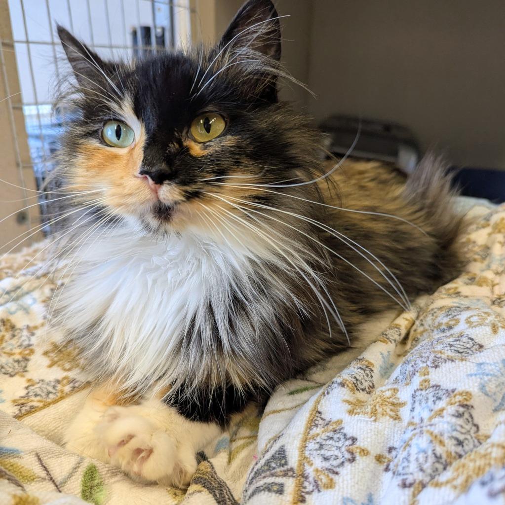 Cindy, a Adoptable mixed breed in Aberdeen, WA image 1/2