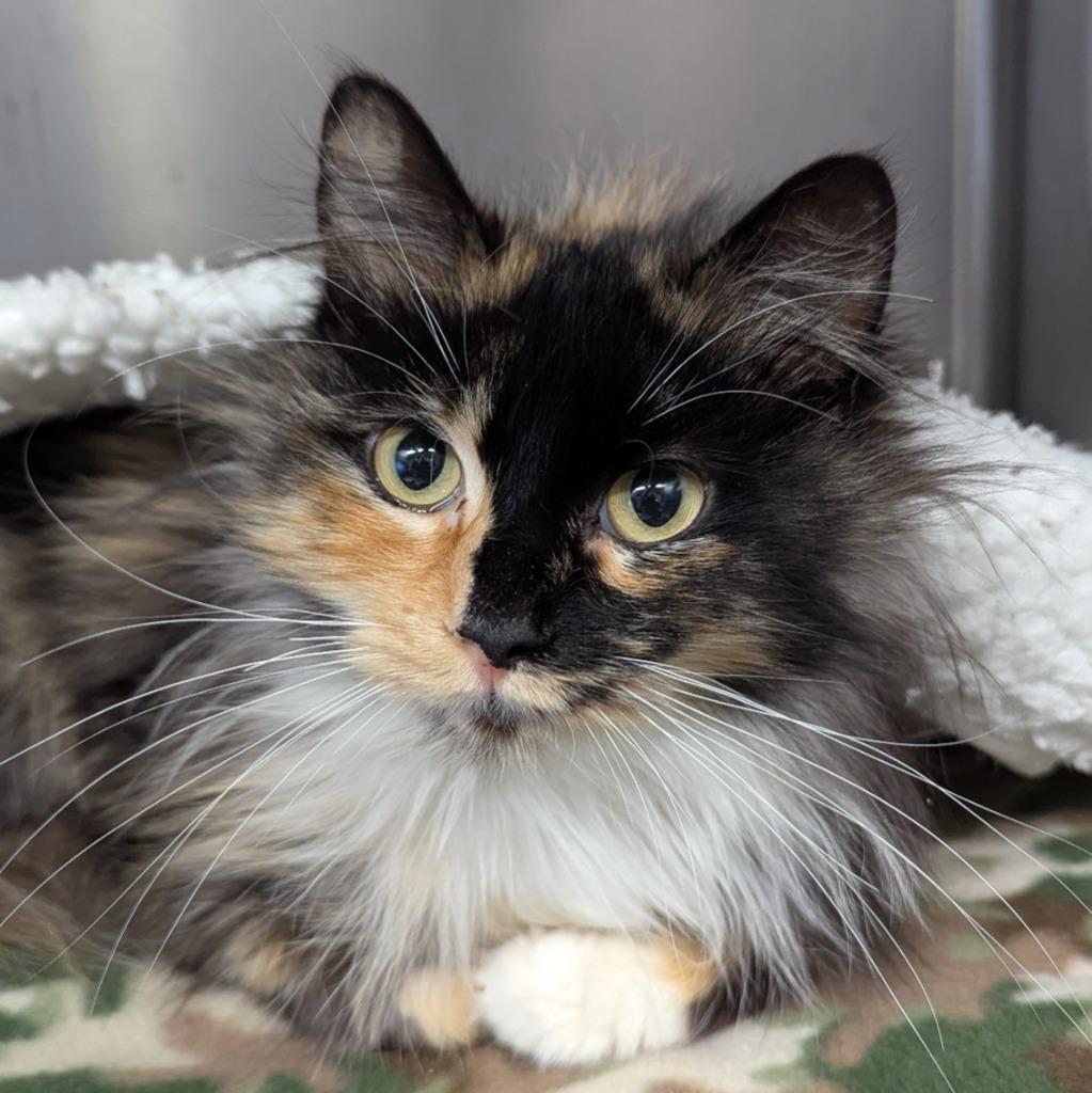 Cindy, a Adoptable mixed breed in Aberdeen, WA image 2/2