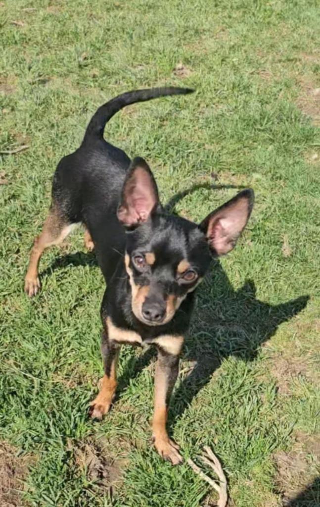 Enlarge Buddy, a Adopted Chihuahua in Sprakers, NY image 1/1