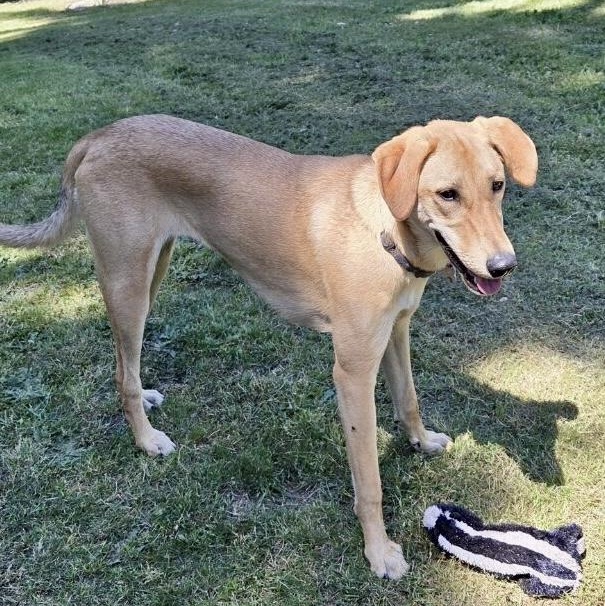 Molly, a Adoptable mixed breed in Bellevue, WA image 3/6