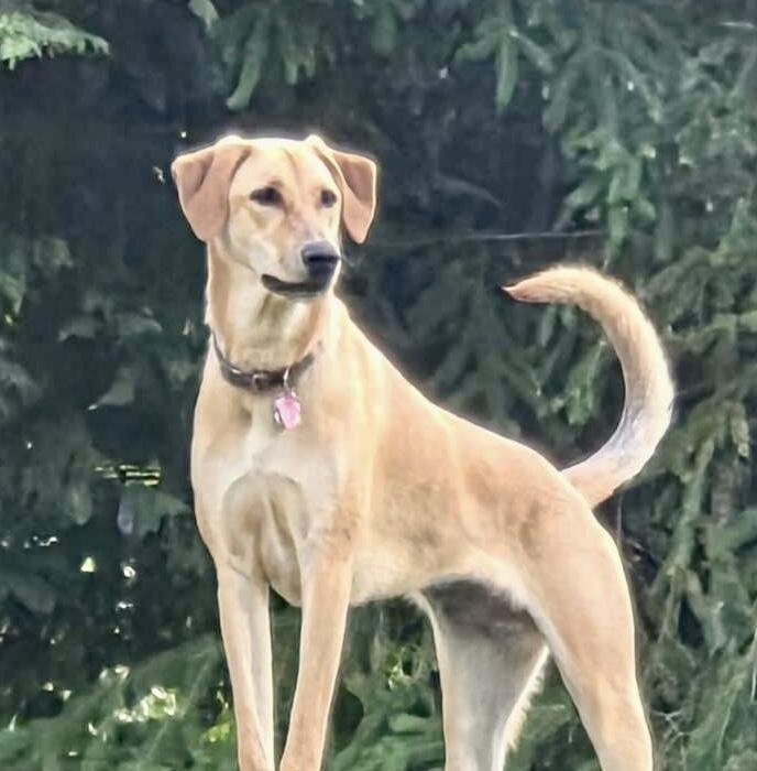 Molly, a Adoptable mixed breed in Bellevue, WA image 5/6