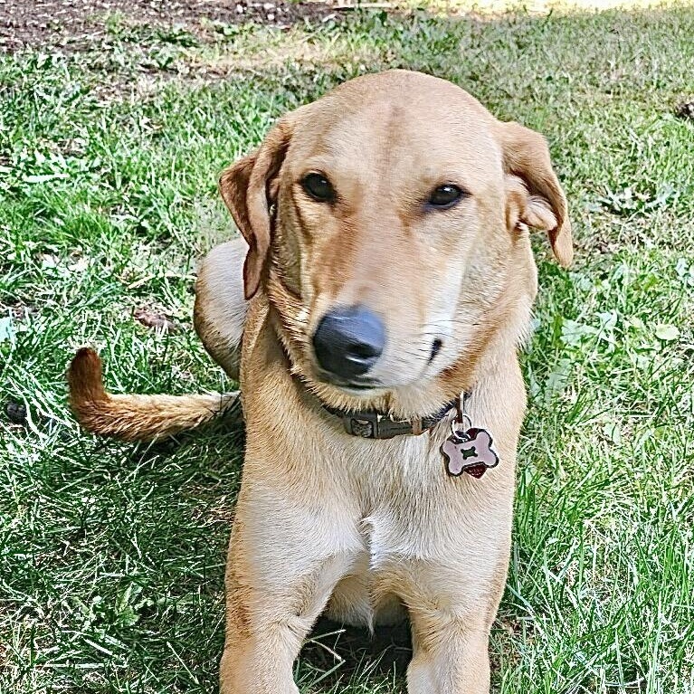 Molly, Adoptable, Young Female Labrador Retriever & Yellow Labrador Retriever.