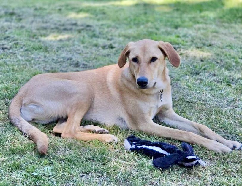 Molly, a Adoptable mixed breed in Bellevue, WA image 4/6