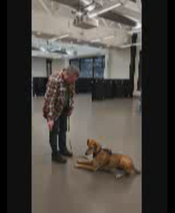 Enlarge Molly, a Adoptable mixed breed in Bellevue, WA video 2/6