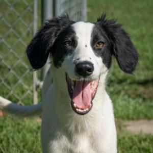 Enlarge GILES, a Adoptable mixed breed in Easton, MD image 1/1