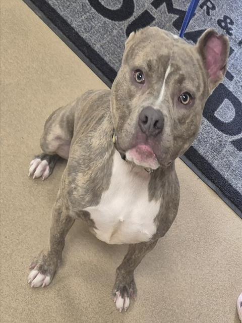 GEICO GECKO, Adoptable, Young Male Pit Bull Terrier.