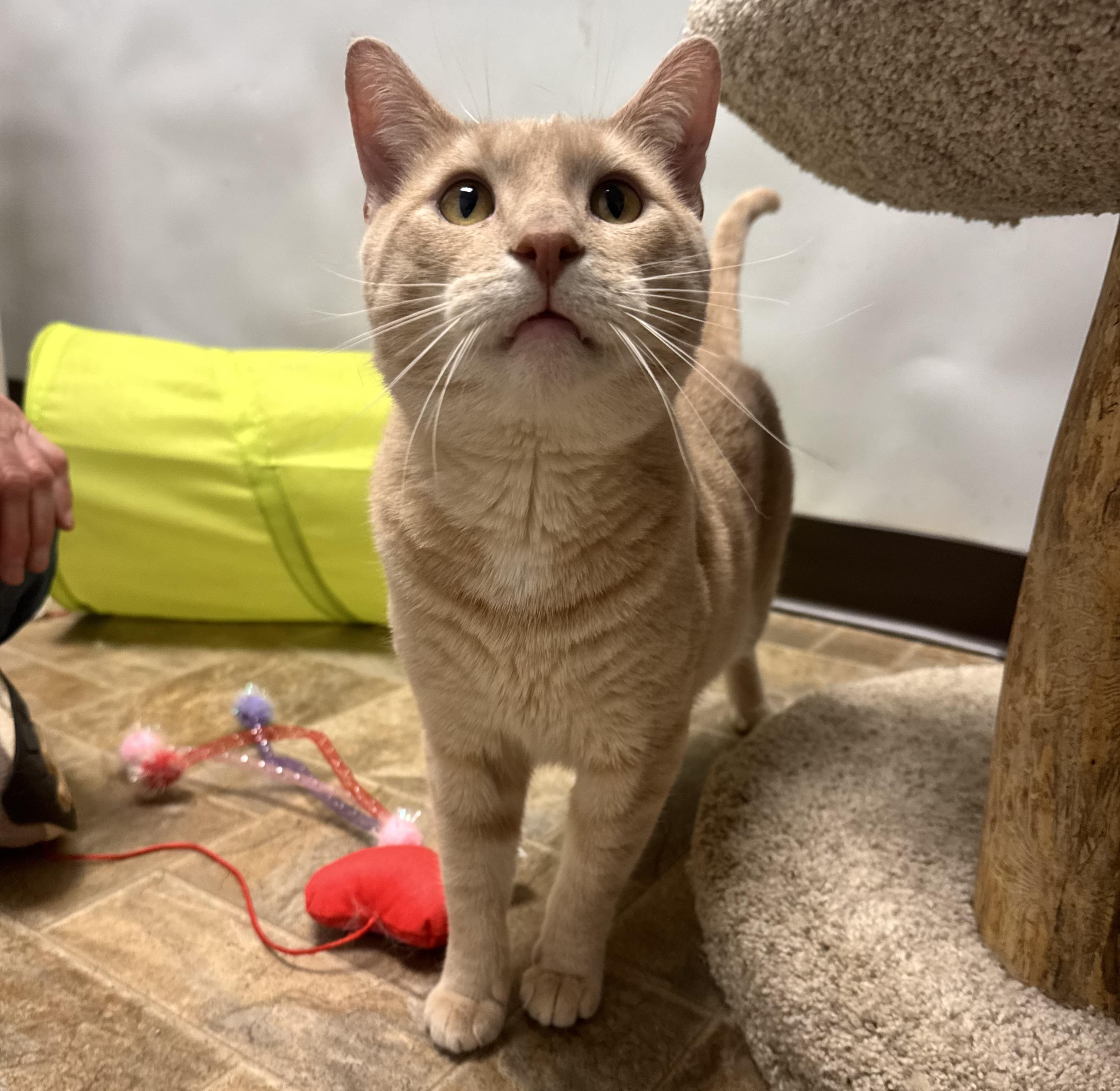 Franco, adoptable, Adult Male Domestic Short Hair.