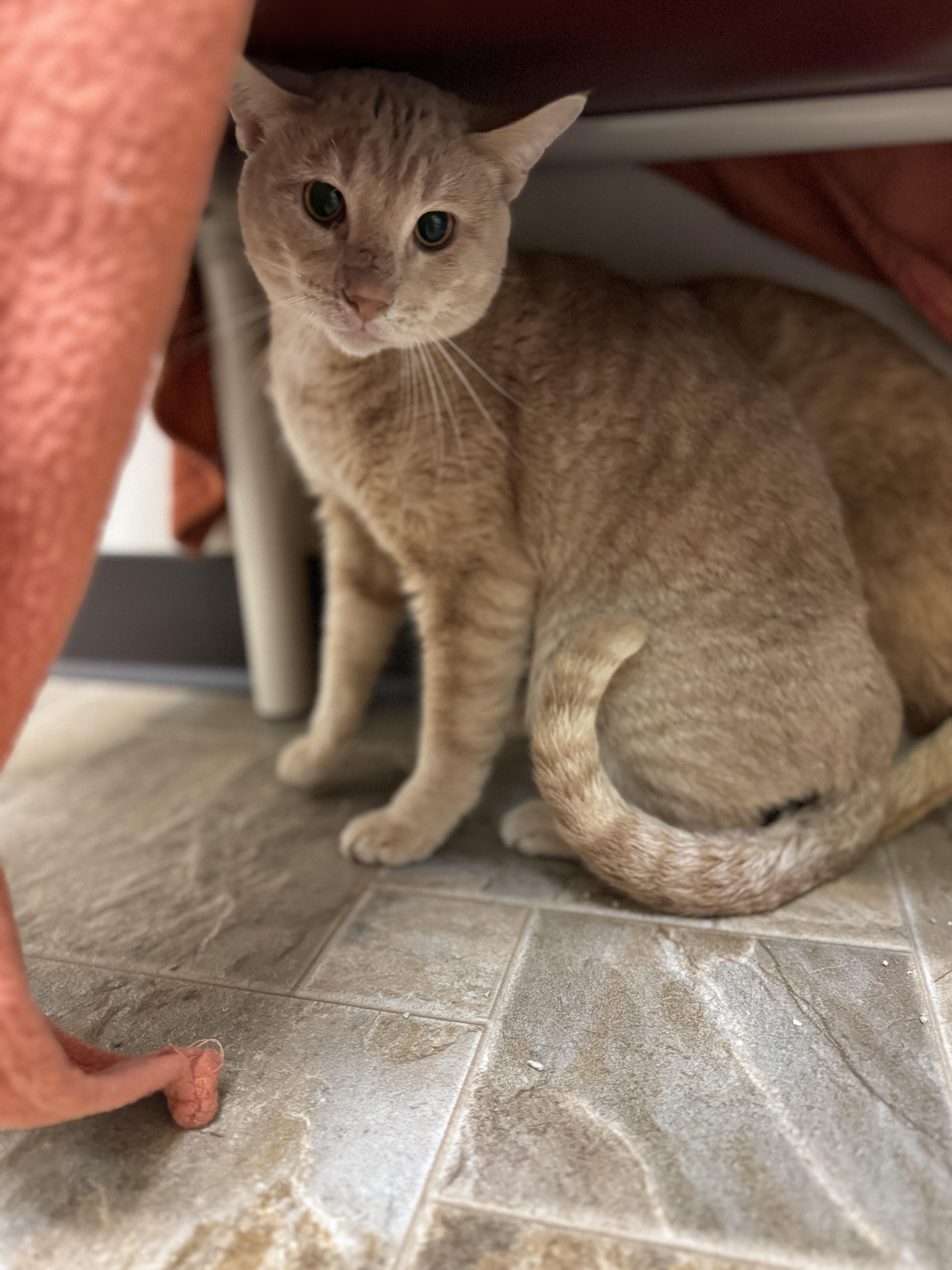 Franco, ADOPTABLE, Adult Male Domestic Short Hair.