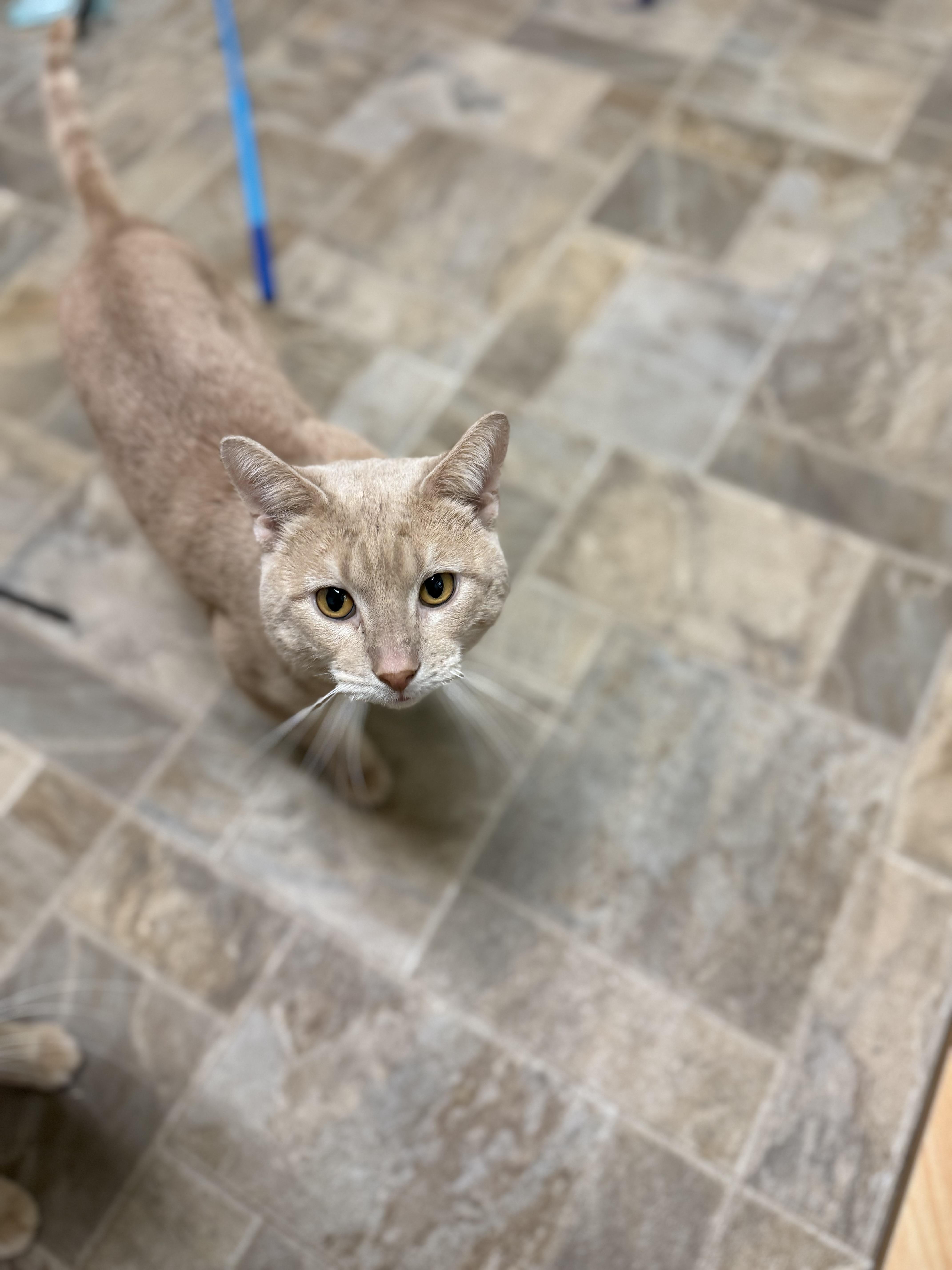 Franco, an adoptable Domestic Short Hair in Dodgeville, WI image 4/5