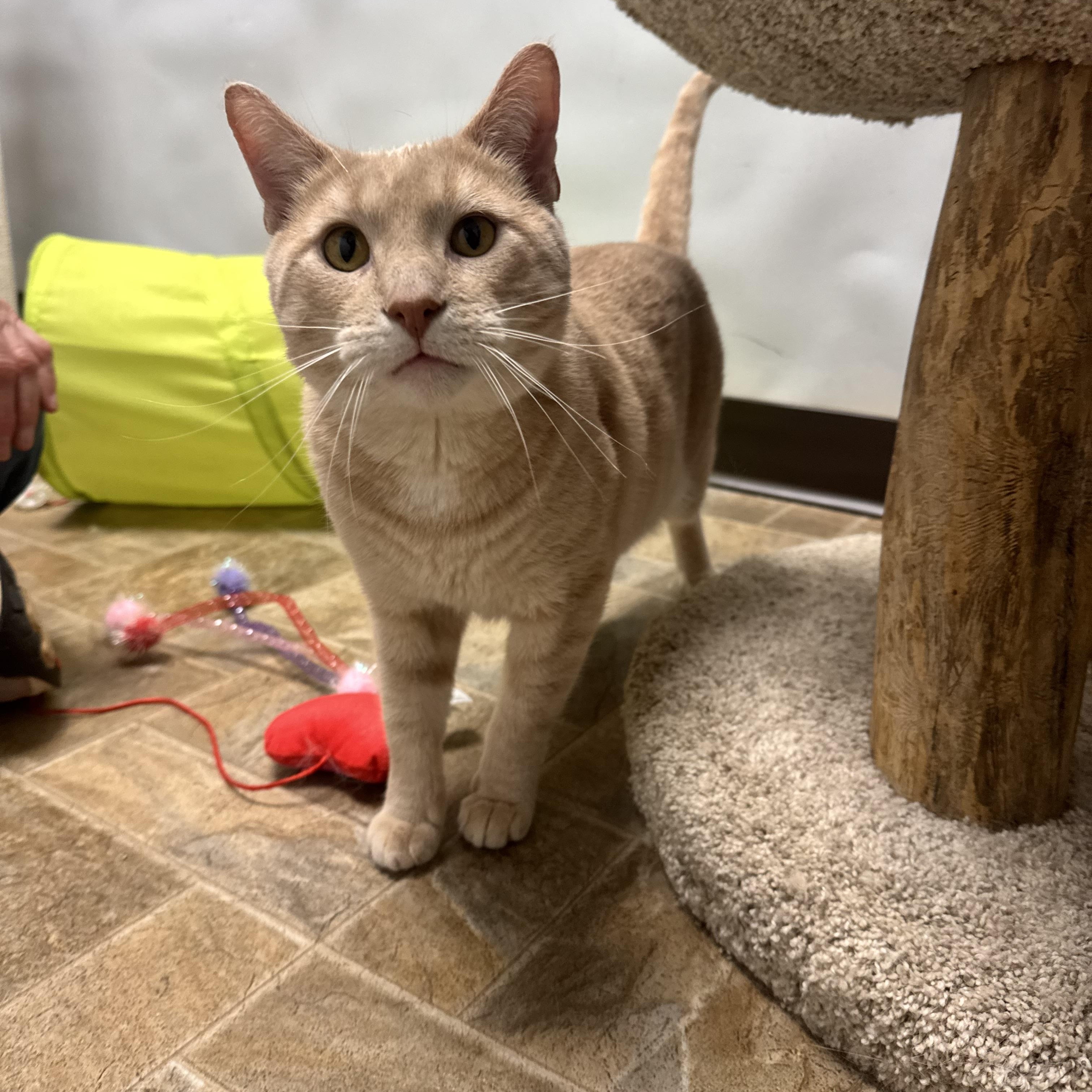 Franco, an adoptable Domestic Short Hair in Dodgeville, WI image 2/5