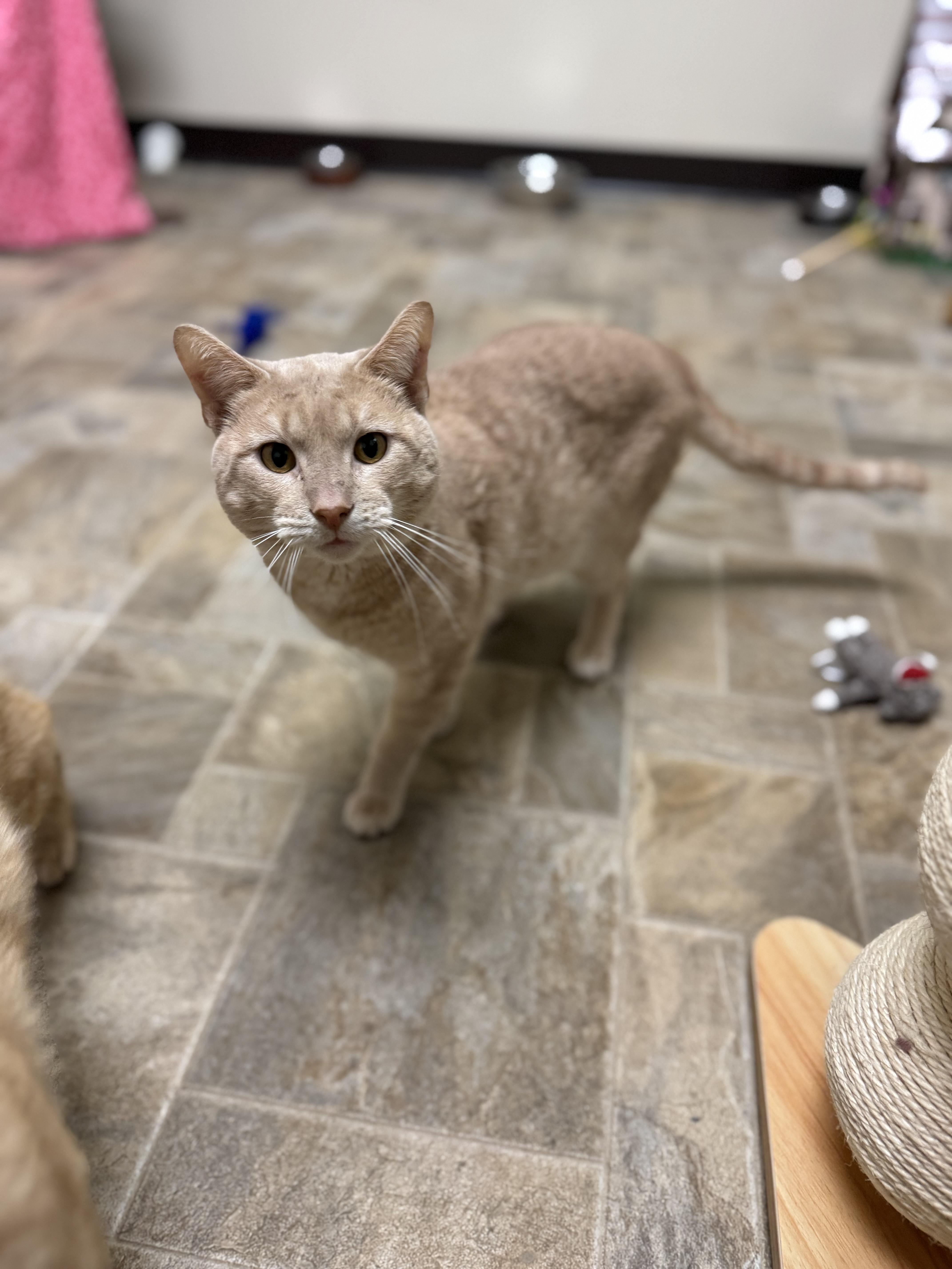 Franco, an adoptable Domestic Short Hair in Dodgeville, WI image 3/5