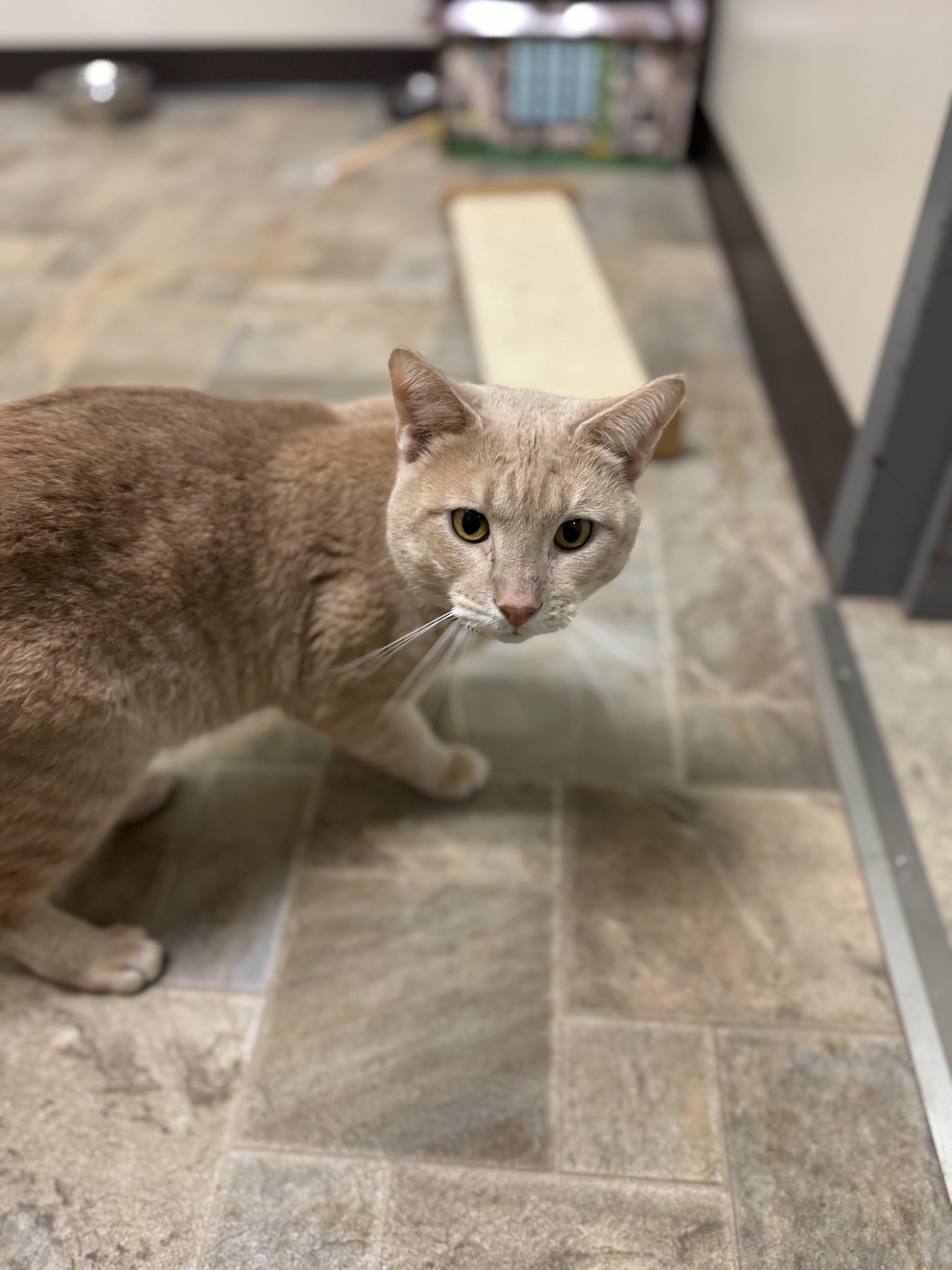 Franco, an adoptable Domestic Short Hair in Dodgeville, WI image 5/5