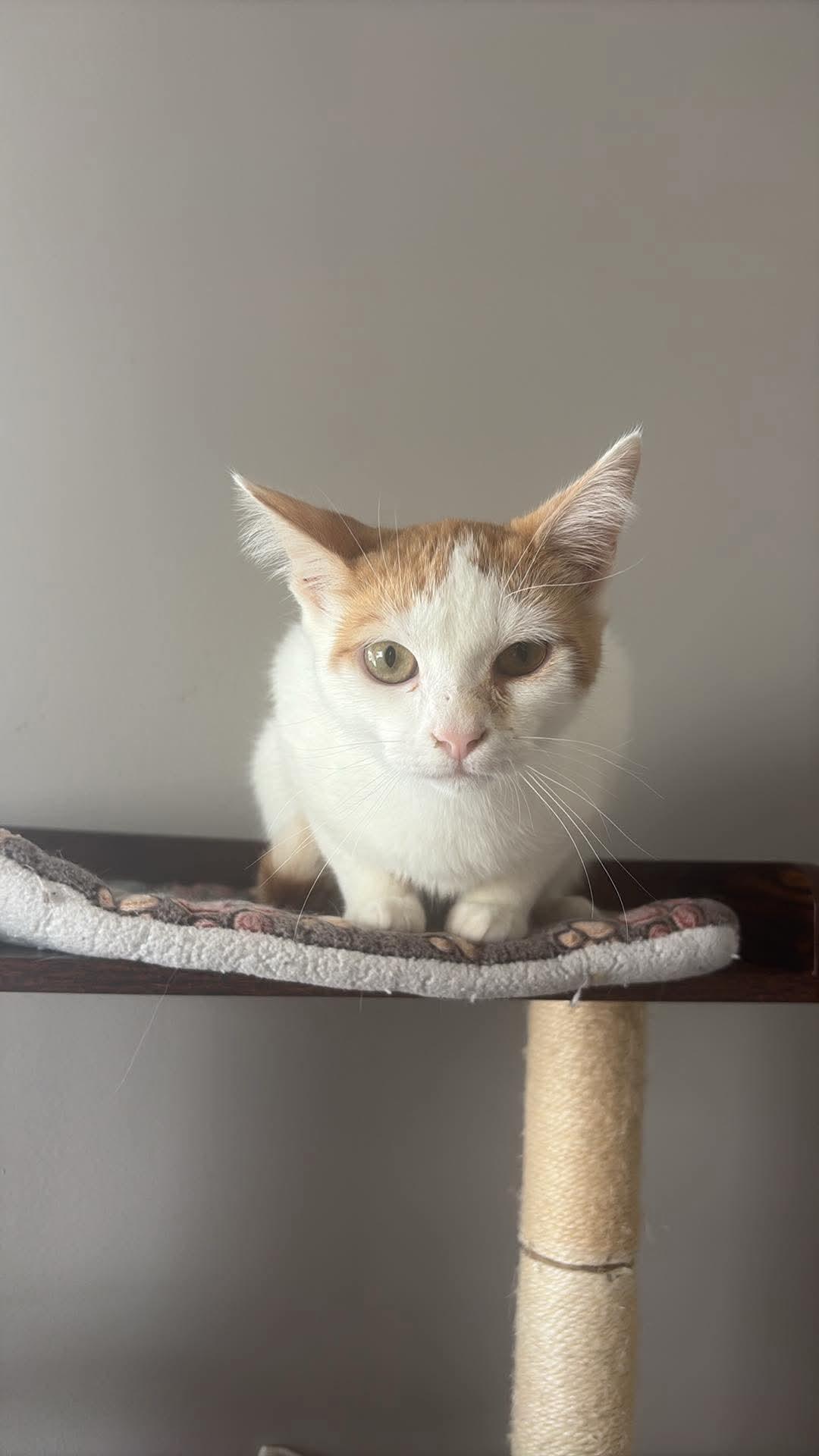 Cody, Adoptable, Kitten Male American Shorthair.