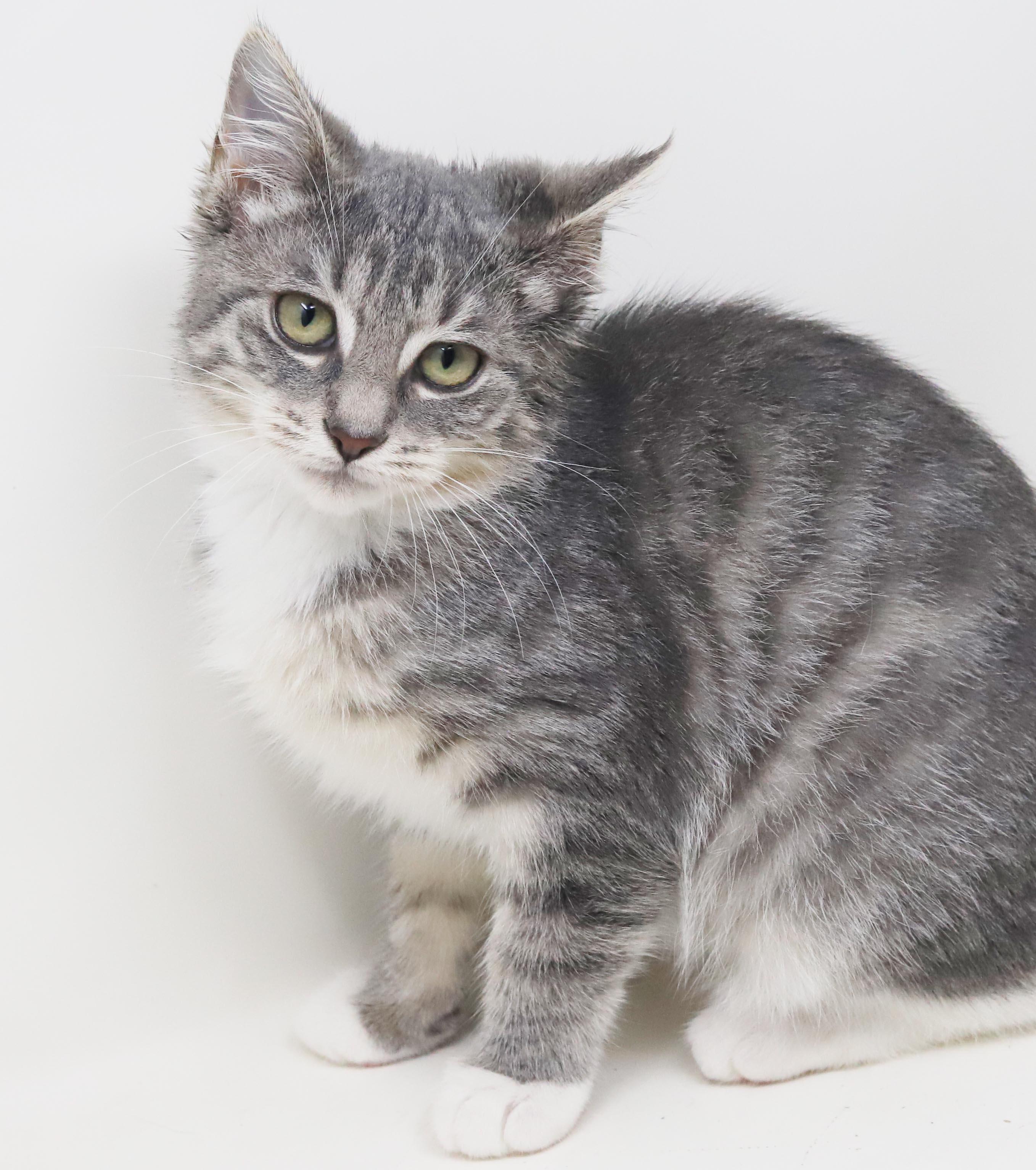 Enlarge Shine is a shining example of kitten purrfection - love bug, a Adoptable mixed breed in Bedford Hills, NY image 3/6