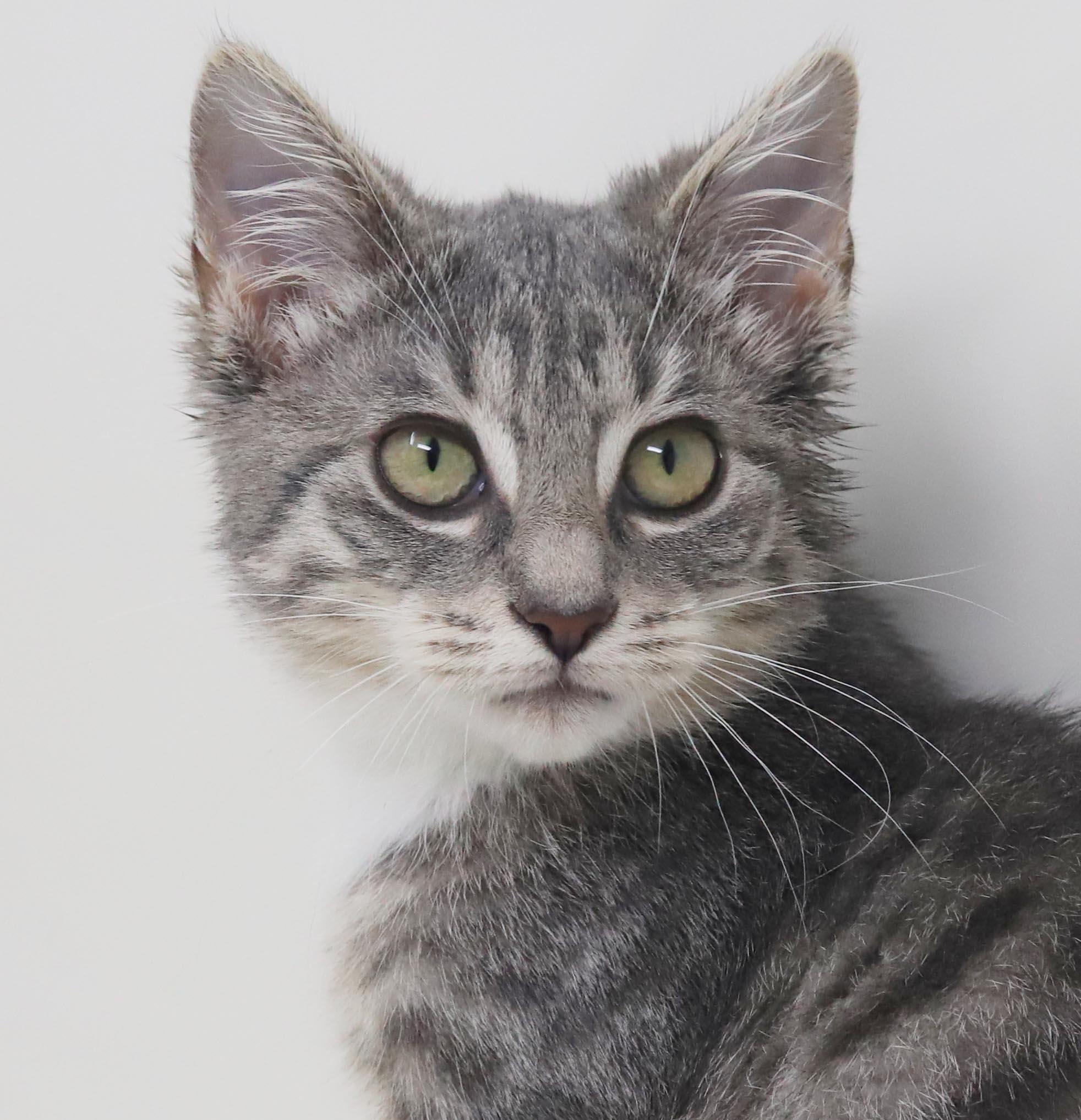 Enlarge Shine is a shining example of kitten purrfection - love bug, a Adoptable mixed breed in Bedford Hills, NY image 5/6