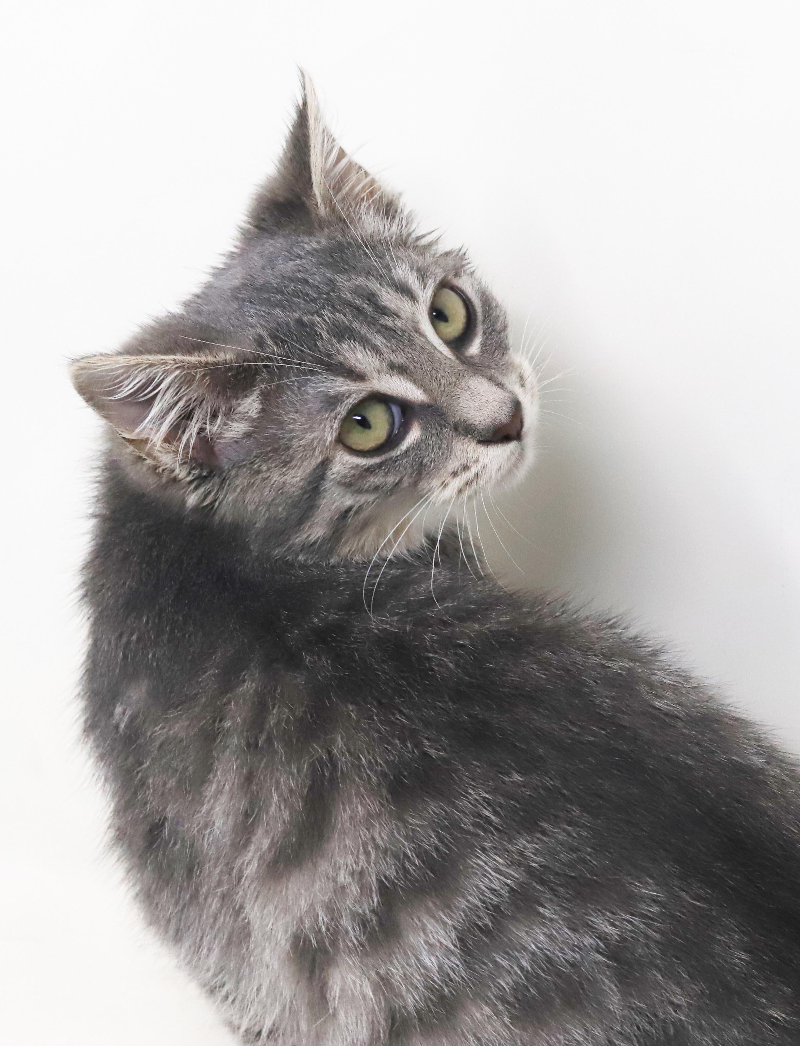 Shine is a shining example of kitten purrfection - love bug, Adoptable, Kitten Female Silver & Tabby.