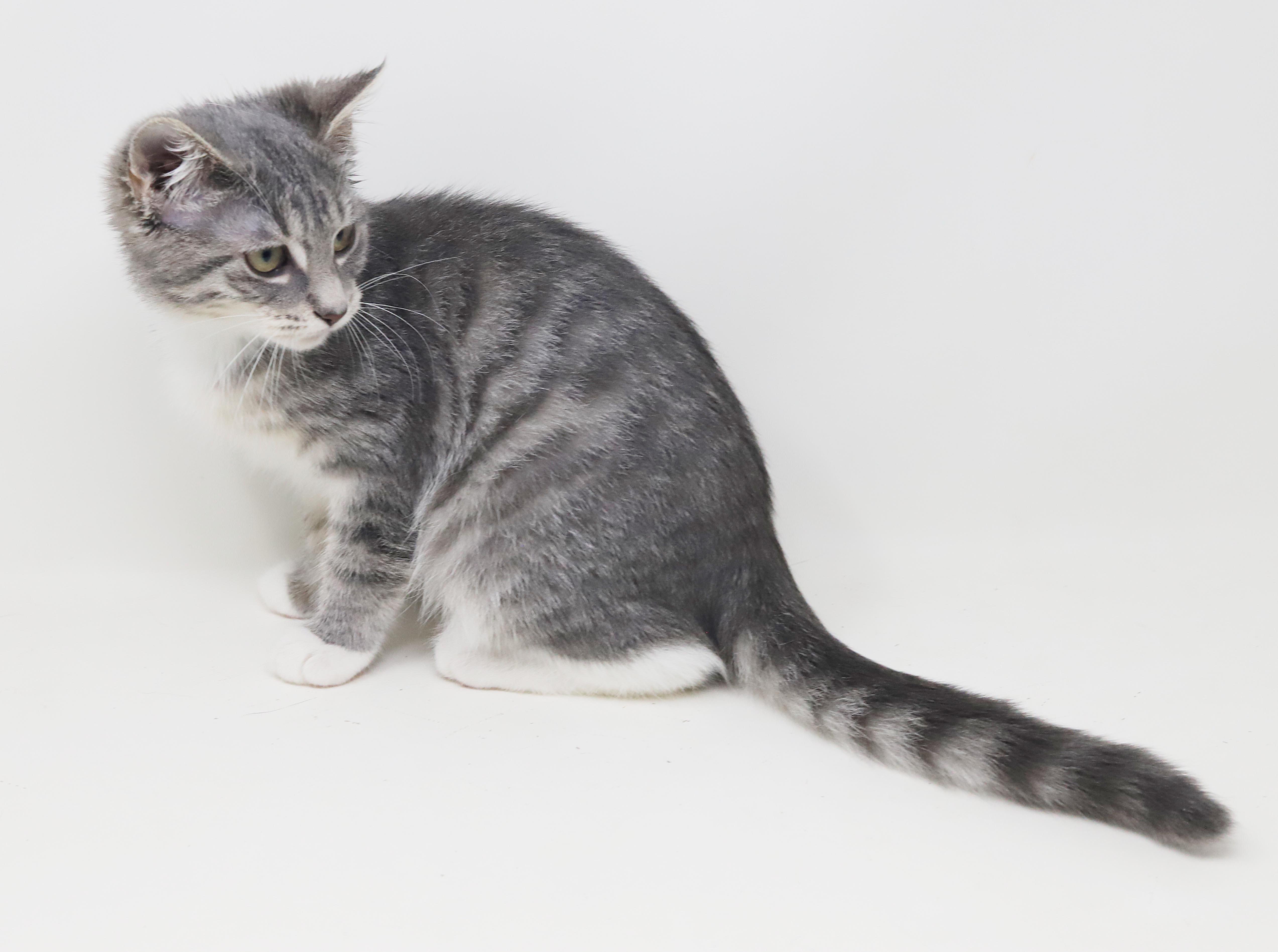 Enlarge Shine is a shining example of kitten purrfection - love bug, a Adoptable mixed breed in Bedford Hills, NY image 2/6