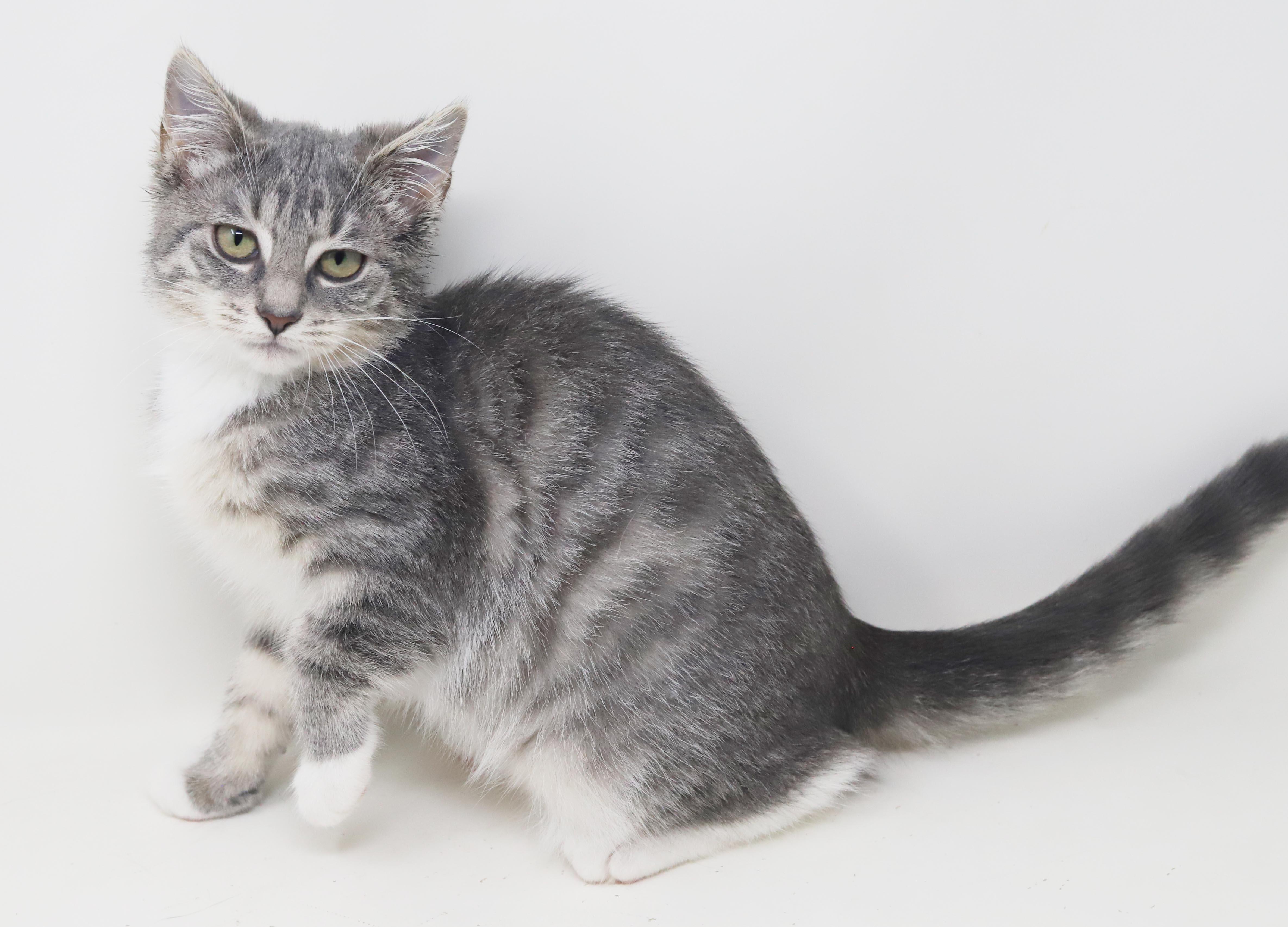 Enlarge Shine is a shining example of kitten purrfection - love bug, a Adoptable mixed breed in Bedford Hills, NY image 4/6