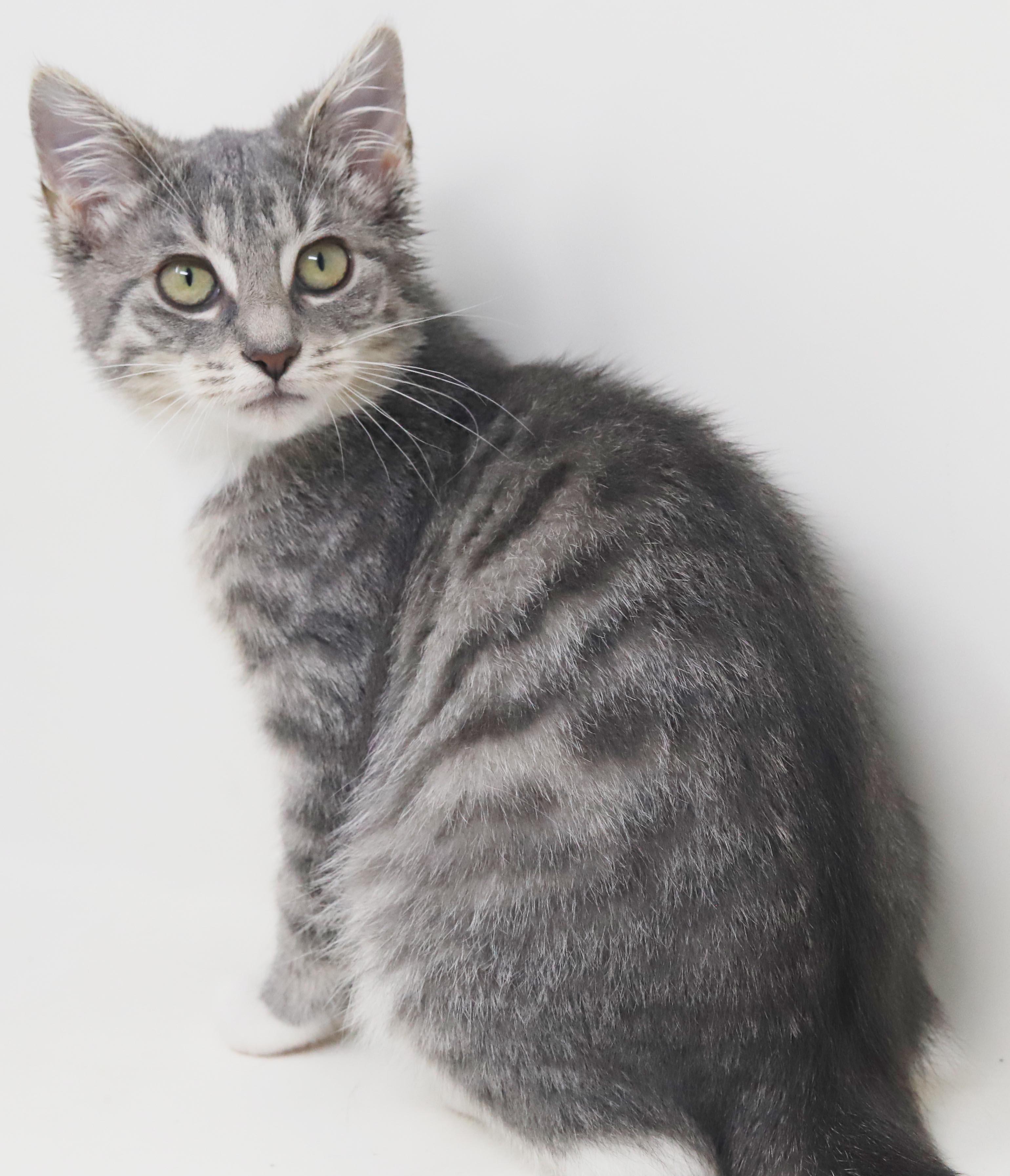 Enlarge Shine is a shining example of kitten purrfection - love bug, a Adoptable mixed breed in Bedford Hills, NY image 6/6