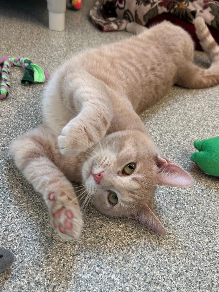 Enlarge Cheesecake, a Adoptable mixed breed in Superior, WI image 1/1