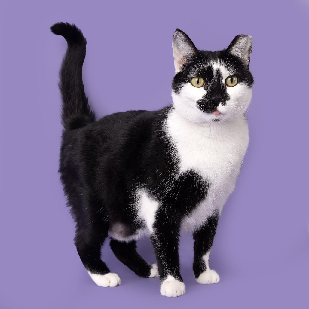 Pandy Cat, Adoptable, Young Female Domestic Short Hair.