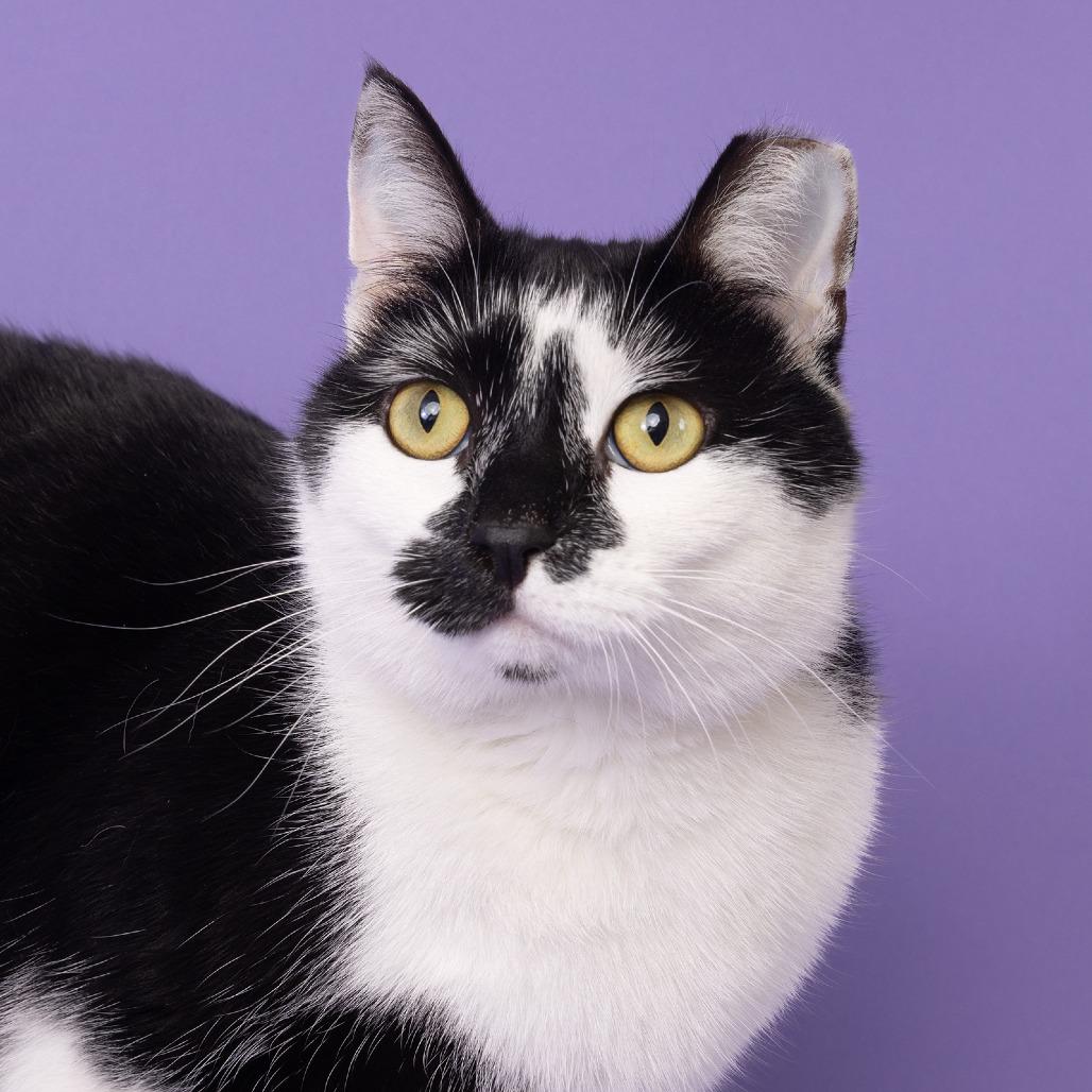Enlarge Pandy Cat, a Adoptable Domestic Short Hair in Franklin, TN image 3/3