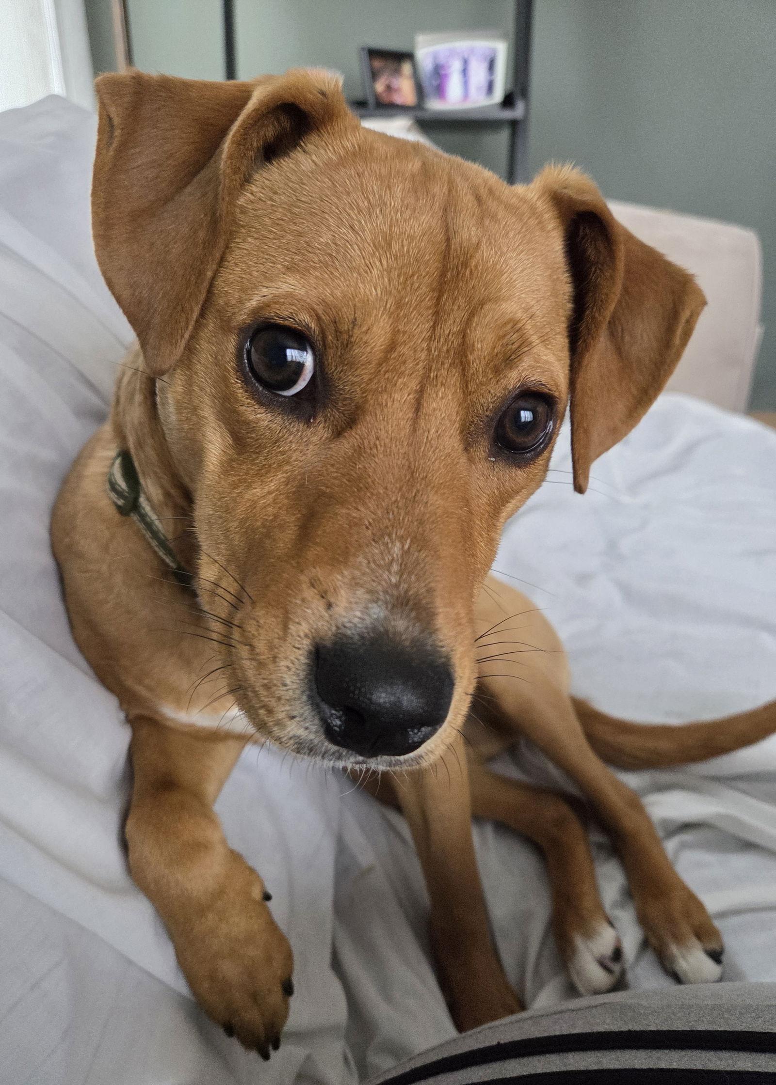 Wu Litter Styx, a Adoptable mixed breed in Livonia, MI image 1/3