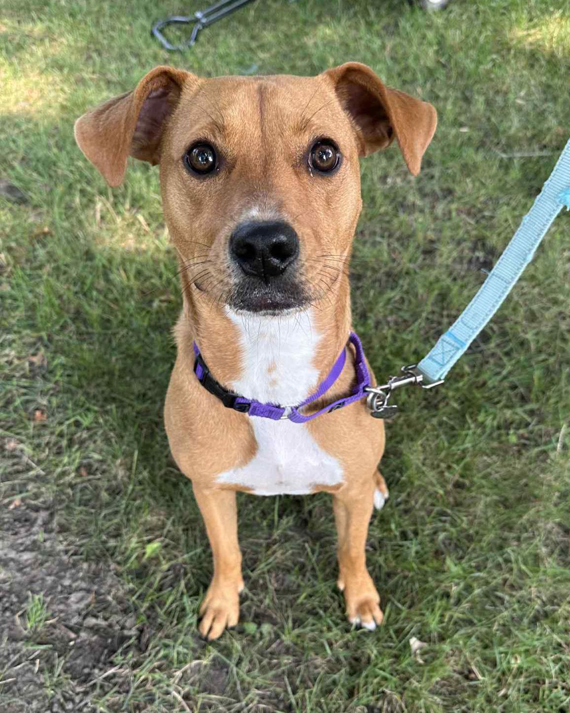 Wu Litter Styx, a Adoptable mixed breed in Livonia, MI image 2/3