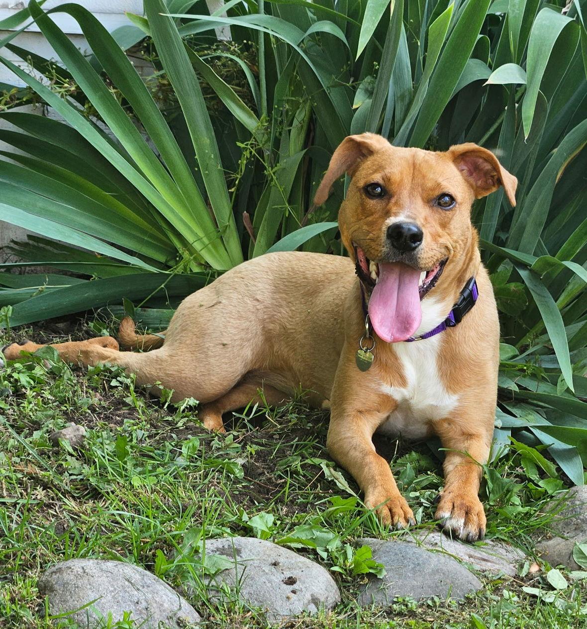 Wu Litter Styx, a Adoptable mixed breed in Livonia, MI image 3/3