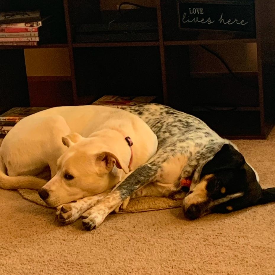 Stella and Boone, a Adoptable mixed breed in Pickerington, OH image 4/6