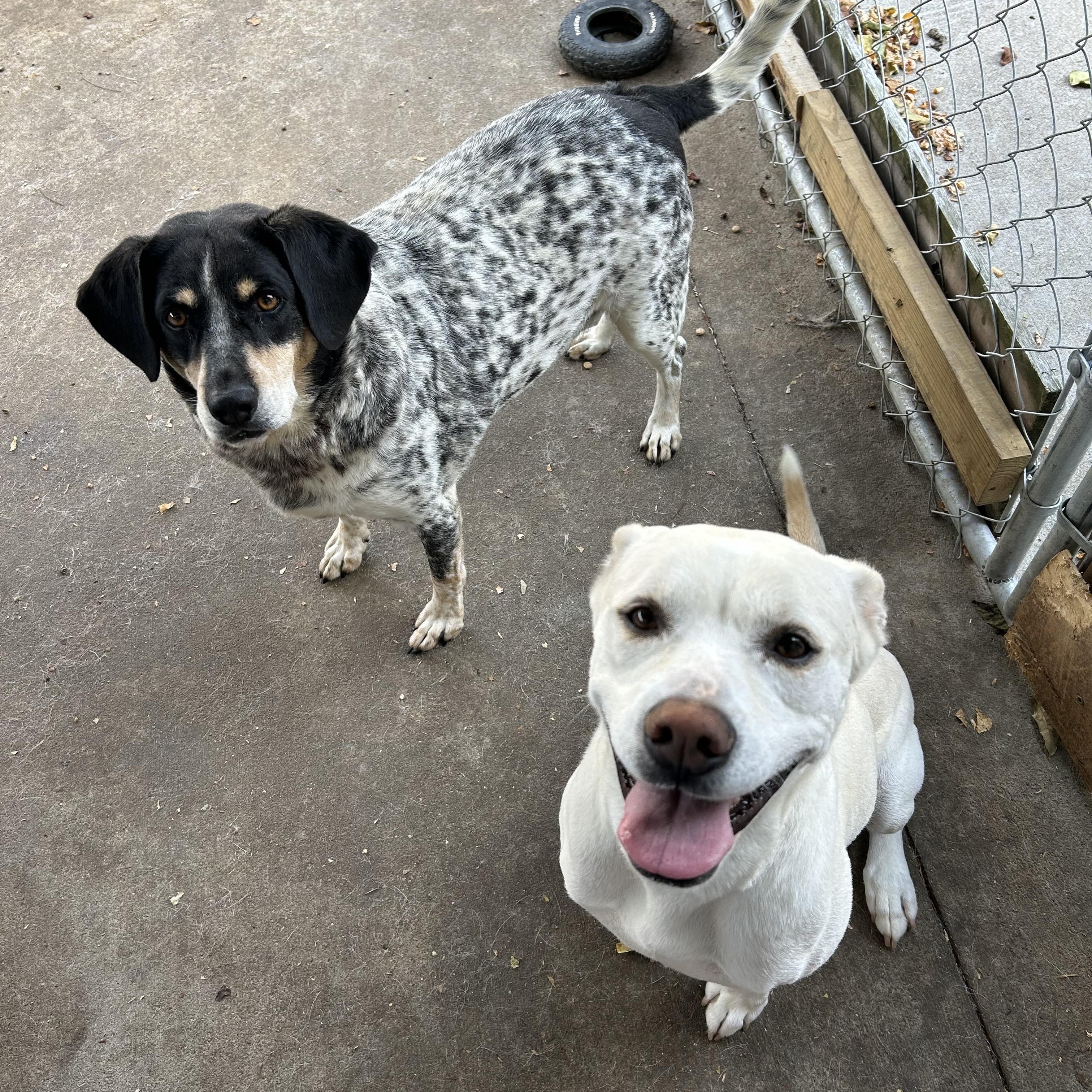 Stella and Boone, a Adoptable mixed breed in Pickerington, OH image 2/6