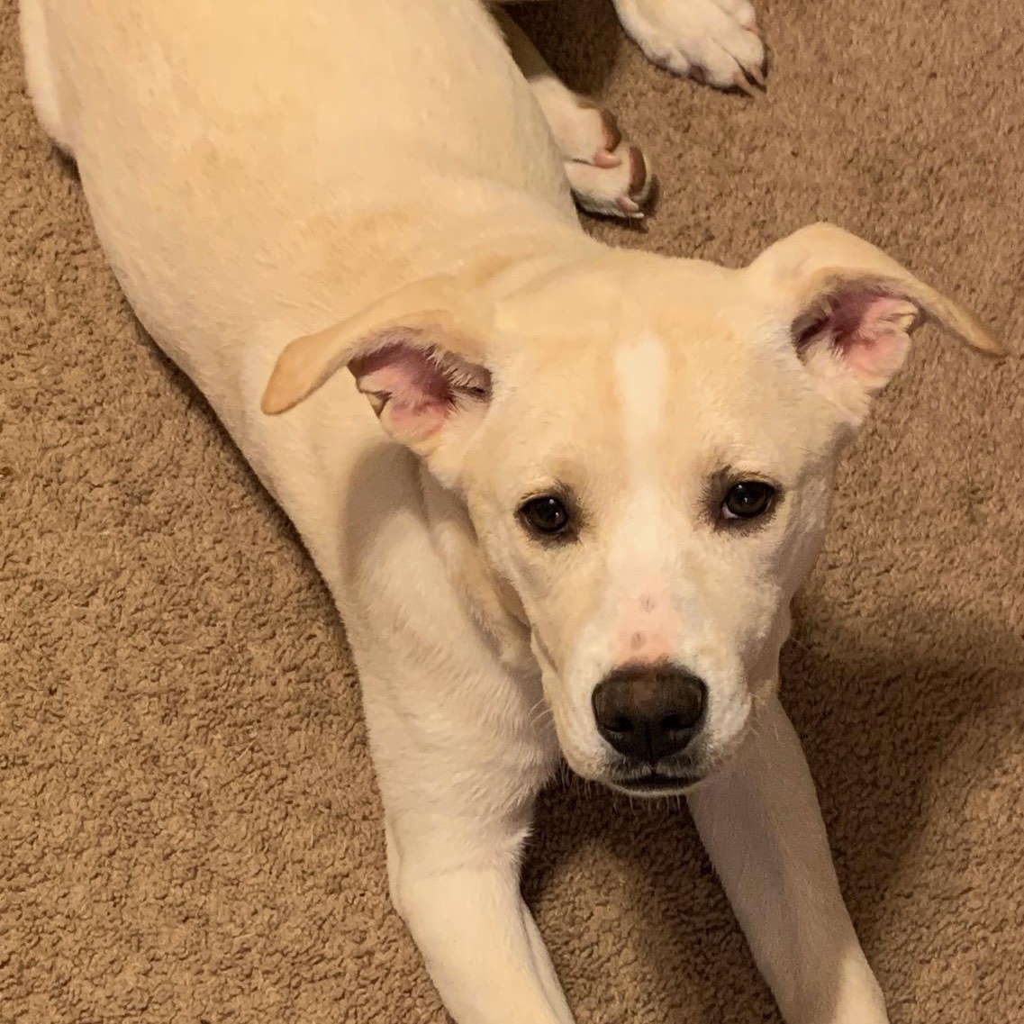 Stella and Boone, a Adoptable mixed breed in Pickerington, OH image 5/6