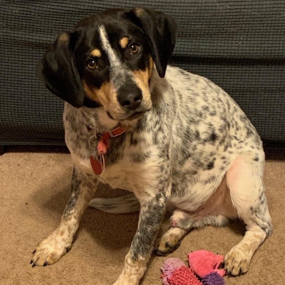 Stella and Boone, a Adoptable mixed breed in Pickerington, OH image 3/6