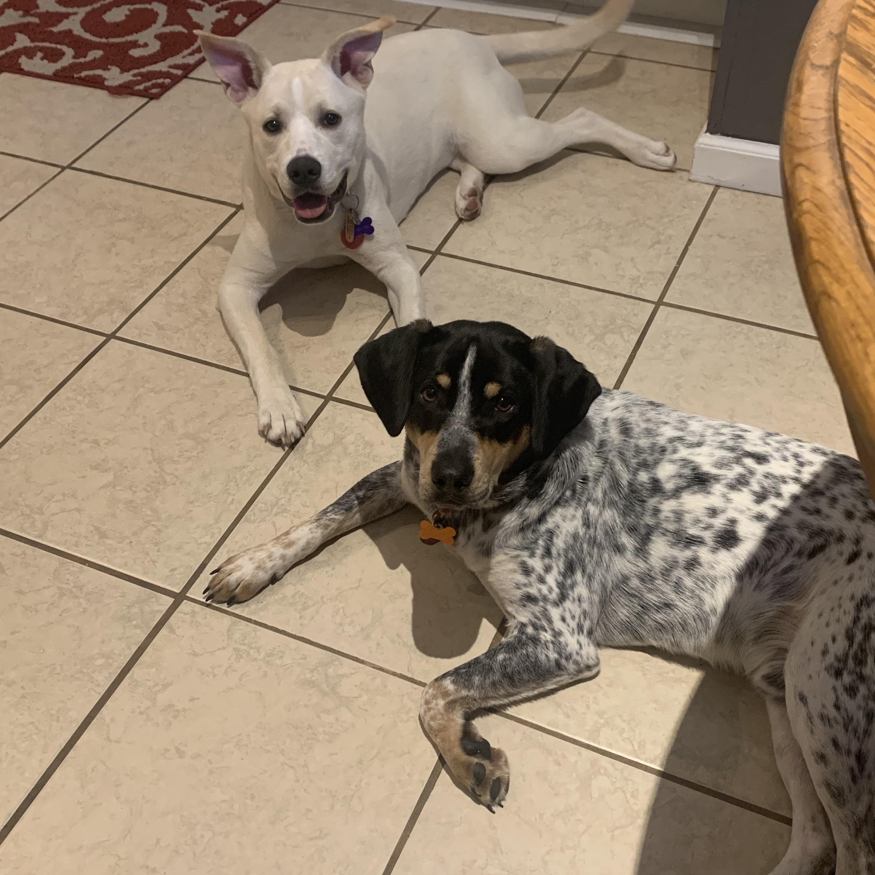 Stella and Boone, a Adoptable mixed breed in Pickerington, OH image 6/6
