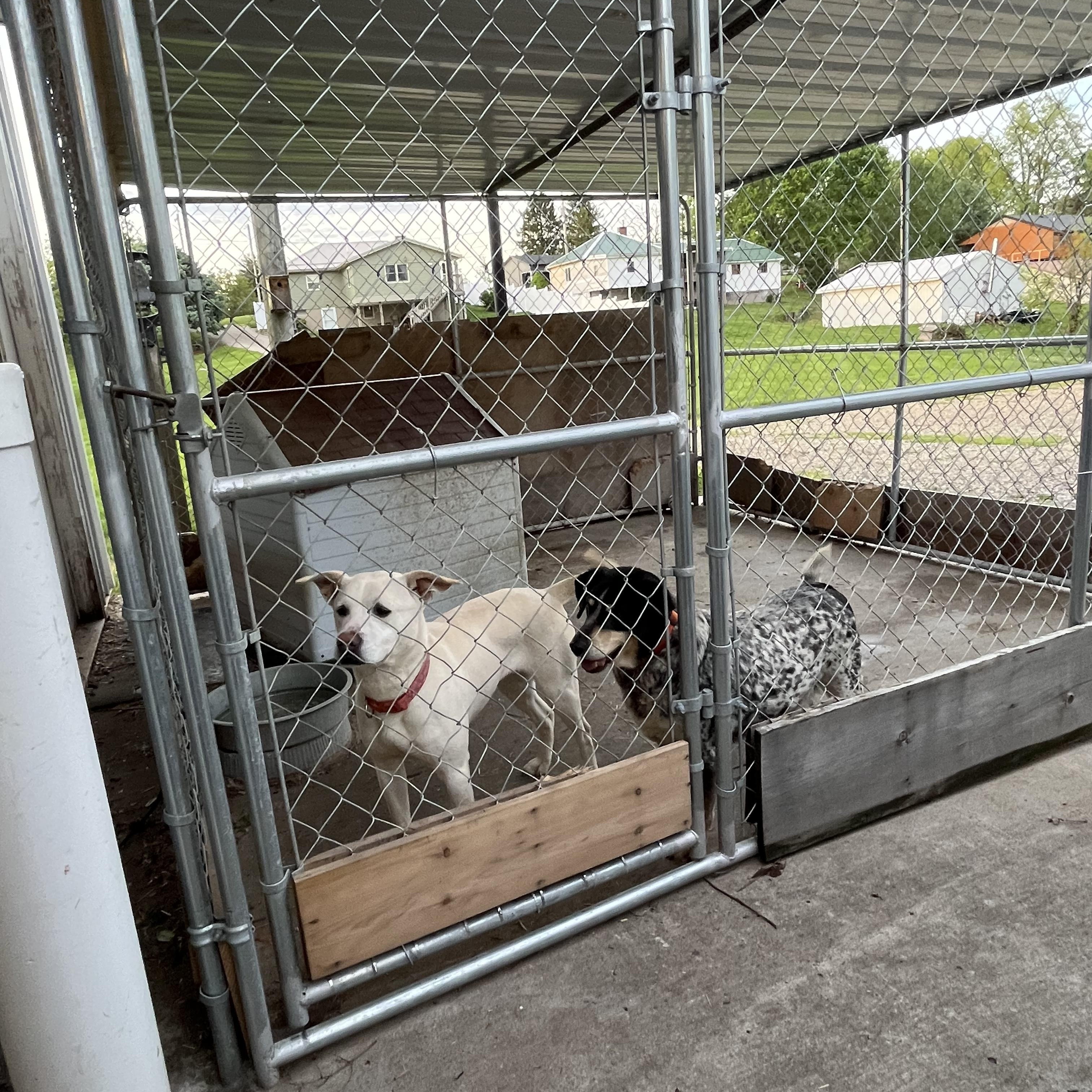Stella and Boone, a Adoptable mixed breed in Pickerington, OH image 1/6