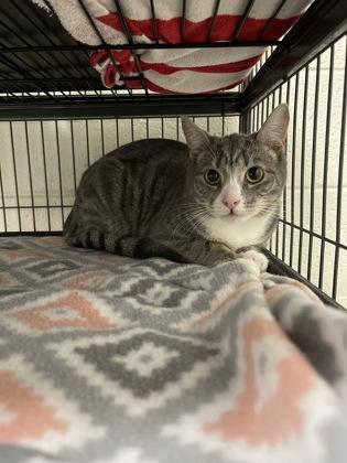 Enlarge Beast Boy, a Adoptable mixed breed in Norfolk, VA image 1/1