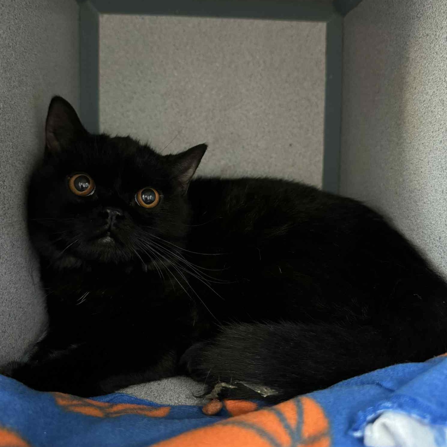 AJ, Adult Male Himalayan