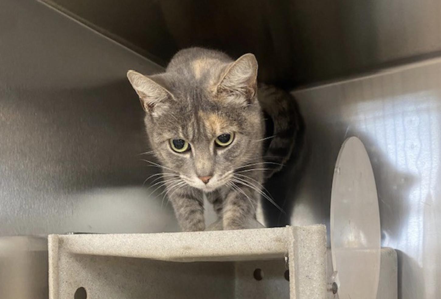 Nena, ADOPTABLE, Young Female Dilute Tortoiseshell.