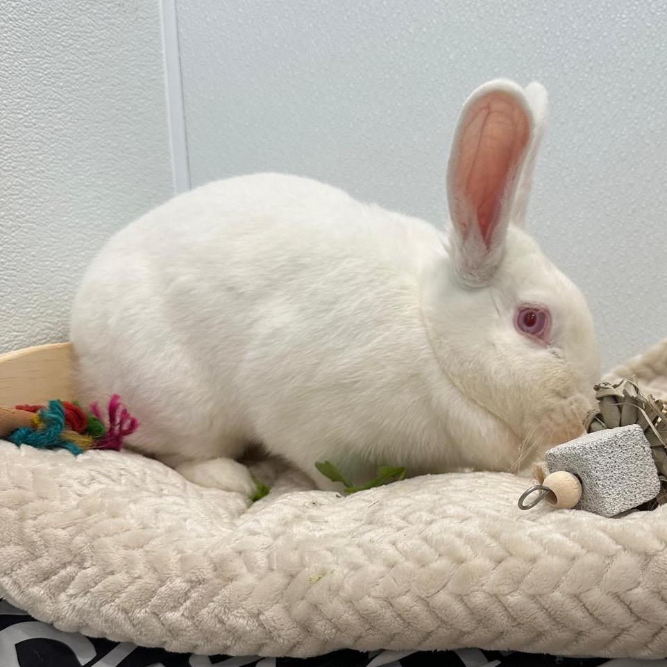 Polar Bear, Adoptable, Young Female Bunny Rabbit.