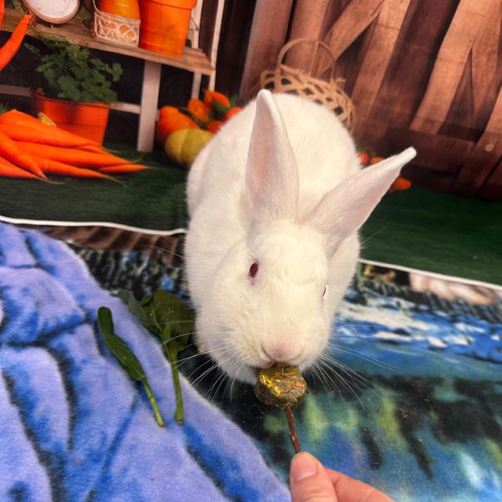 Enlarge Polar Bear, a Adoptable Bunny Rabbit in Puslinch, ON image 2/6