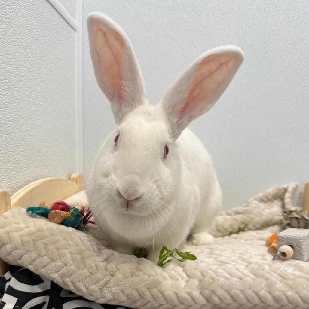 Enlarge Polar Bear, a Adoptable Bunny Rabbit in Puslinch, ON image 3/6