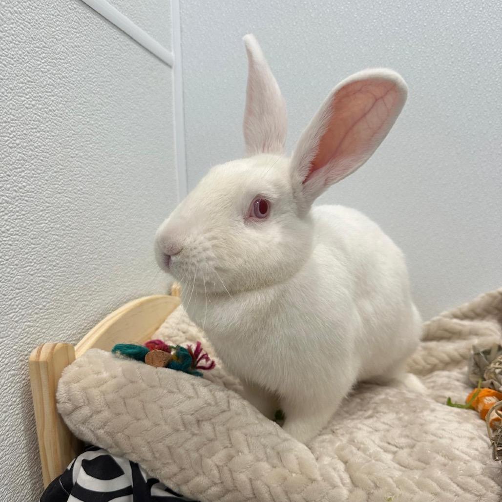 Enlarge Polar Bear, a Adoptable Bunny Rabbit in Puslinch, ON image 4/6
